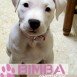 bimba cachorro